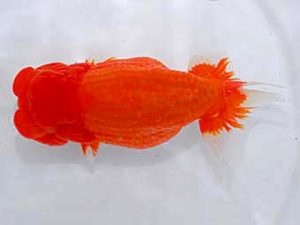 倉敷栄蘭会　田中　勉　高松