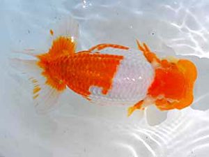 倉敷栄蘭会　西大関　中島健一郎　浅口