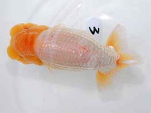 倉敷栄蘭会　立行司　胡本佳孝　玉野