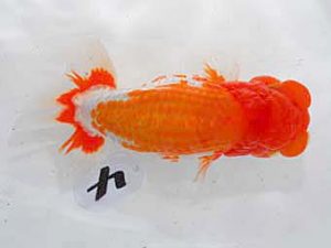 倉敷栄蘭会　東取締　田中　勉　高松