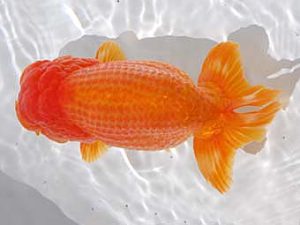 倉敷栄蘭会　西取締　田代史郎　児島