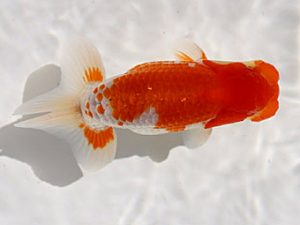 錦友会　研究会　東大関　安藤　寛(森町)