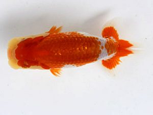 錦友会　研究会　西大関　鈴木和男(浜松市)