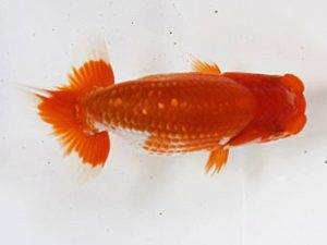 錦友会　研究会　立行司　松本芳夫 (静岡市)