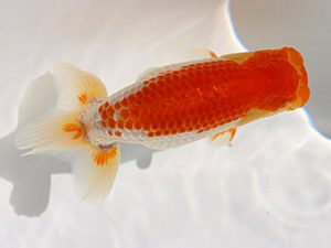 錦友会　研究会　取締一　田中康浩 (豊橋市)