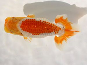 錦友会　研究会　取締二　田中康浩 (豊橋市)