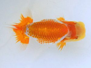 広島らんちゅう会　立行司　河野弘信　尾道