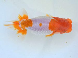 広島らんちゅう会　東取締　川岡鶴松　尾道