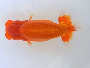 広島らんちゅう会　西取締　中島健一郎　浅口