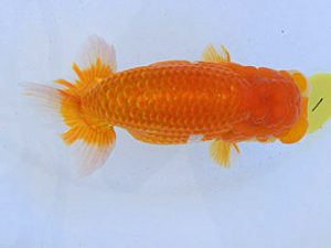 広島らんちゅう会　東大関　中野　勇　相生