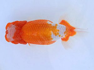 広島らんちゅう会　西大関　胡本佳孝　玉野