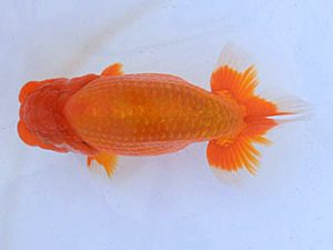 広島らんちゅう会　立行司　田中茂規　玉野