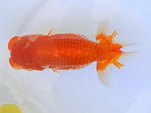 広島らんちゅう会　東取締　友松祐治　竹原