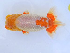 広島らんちゅう会　西取締　山田國夫　浅口