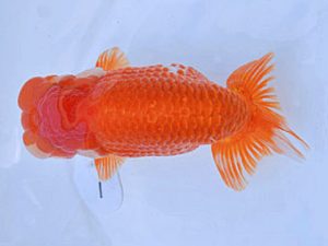 広島らんちゅう会　永江剛康　長崎