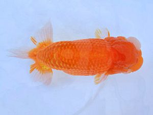 広島らんちゅう会　西大関　平井孝志　浅口