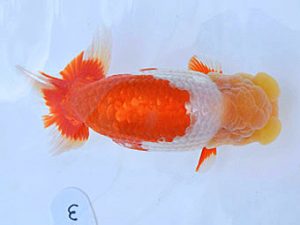 広島らんちゅう会　立行司　中島健一郎　浅口