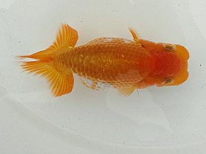 稲沢錦鱗会　当歳魚研究会　立行司　伊藤勝敏　津島市