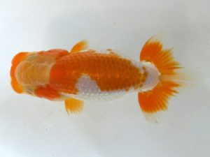 観魚会　第二回研究会　東大関　目黒康弘　足立区