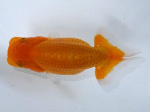 観魚会　第二回研究会　西大関　高地成弥　荒川区