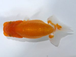 観魚会　第二回研究会　立行司　高地辰夫　荒川区