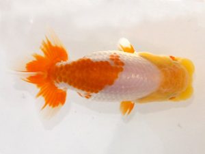 観魚会　第二回研究会　取締一　篠　孝利　練馬