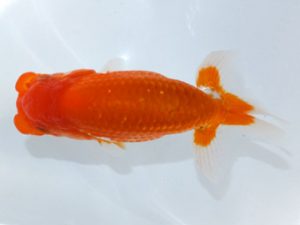 観魚会　第二回研究会　取締二　花田国昭　埼玉