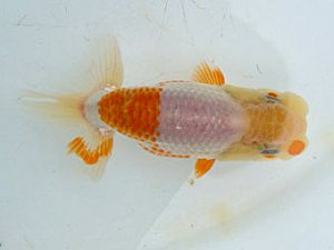 観友らんちう会　研究会　立行司　渡邉欣也