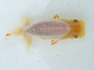 観友らんちう会　研究会　取締一　斉藤和広