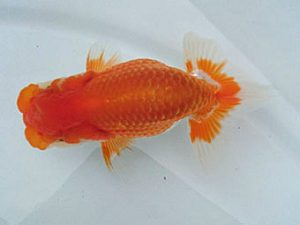 観友らんちう会　研究会　取締二　蛯名敏則