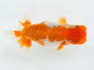 錦蘭会　初秋品評大会　東大関　西口武志　羽曳野