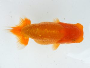 錦蘭会　初秋品評大会　西大関　西口武志　羽曳野