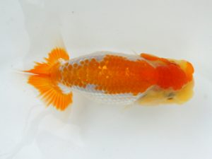 錦蘭会　初秋品評大会　立行司　石橋厚二　尾鷲