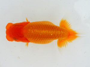 錦蘭会　初秋品評大会　取締一　小西正己　大東