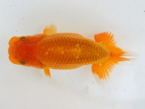 錦蘭会　初秋品評大会　取締二　村田達夫　守口