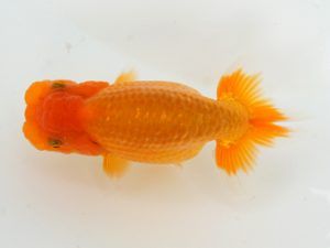 錦蘭会　初秋品評大会　東大関　村岡祥行　川西