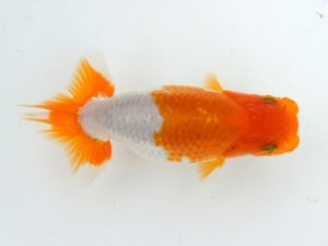 錦蘭会　初秋品評大会　立行司　山鷲元気　海南