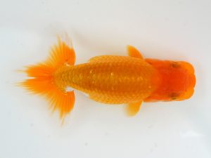 錦蘭会　初秋品評大会　取締一　井戸亮太　海南市