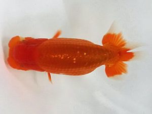 喜楽らんちう会 研究会　1席　馬場祥宏　川口市