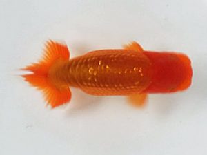 喜楽らんちう会 研究会 10席　登嶋秀法　足立区