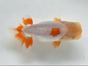 喜楽らんちう会 研究会 11席　島田光男　足立区