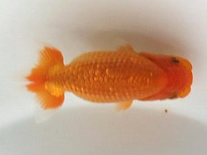 喜楽らんちう会 研究会 13席　柴山芳昭　足立区