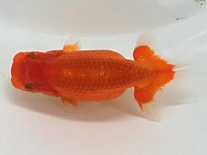 喜楽らんちう会 研究会 14席　林　和明　足立区