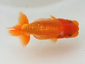 喜楽らんちう会 研究会 15席　伊庭記章　さいたま市