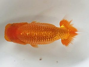 喜楽らんちう会 研究会 16席　長井俊之　西亀有