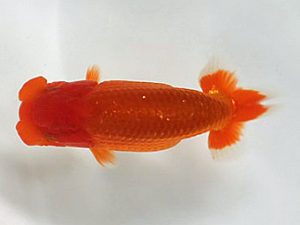 喜楽らんちう会 研究会　2席　上村昭二　川口市