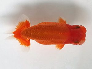 喜楽らんちう会 研究会　3席　木村文夫　葛飾