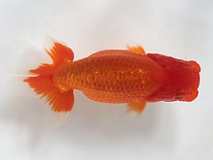 喜楽らんちう会 研究会　4席　山本心助　西亀有