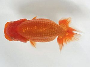 喜楽らんちう会 研究会　5席　大久保義彰　千葉市