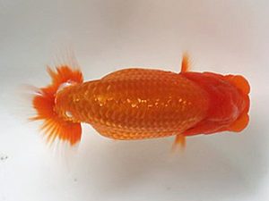 喜楽らんちう会 研究会 6席　室岡賢治　江戸川区